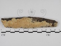 絲齒菌屬藏品圖，第1張