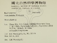 刺皮菌屬藏品圖，第2張