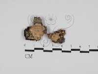 刺皮菌屬藏品圖，第1張