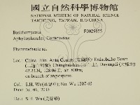 顯絲菌屬藏品圖，第2張