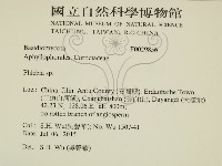 射脈菌屬藏品圖，第2張