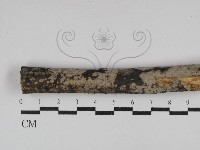 筍殼菌屬藏品圖，第1張