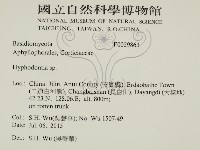 絲齒菌屬藏品圖，第2張