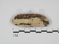 絲齒菌屬藏品圖，第1張