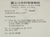 齒耳菌屬藏品圖，第2張