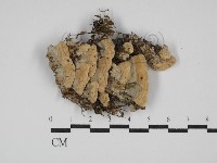 齒耳菌屬藏品圖，第1張