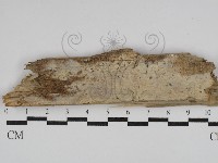 登錄號:F0029872藏品圖，第1張