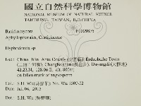 絲齒菌屬藏品圖，第2張