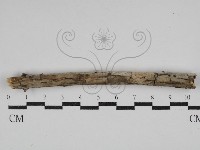 登錄號:F0029877藏品圖，第1張