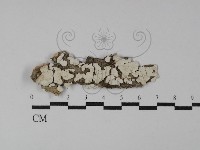 登錄號:F0029878藏品圖，第1張