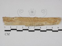 登錄號:F0029881藏品圖，第1張