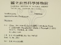 射脈菌屬藏品圖，第2張