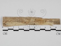 絲皮菌屬藏品圖，第1張