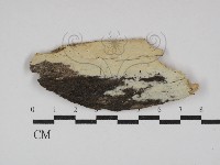 登錄號:F0029890藏品圖，第1張