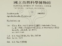 絲齒菌屬藏品圖，第2張