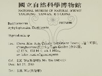 絲齒菌屬藏品圖，第2張