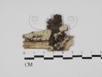 絲齒菌屬藏品圖，第1張