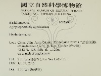 絲皮菌屬藏品圖，第2張