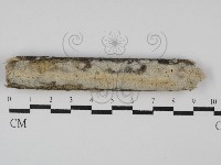 絲皮菌屬藏品圖，第1張