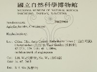 絲齒菌屬藏品圖，第2張