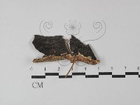 登錄號:F0029906藏品圖，第1張