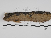 刺革菌屬藏品圖，第1張