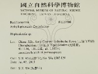 絲齒菌屬藏品圖，第2張