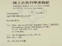 絲齒菌屬藏品圖，第2張