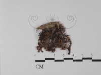 登錄號:F0029918藏品圖，第1張