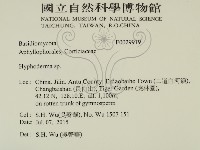 絲皮菌屬藏品圖，第2張