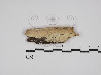 骨皮菌屬藏品圖，第1張