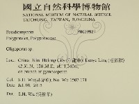 寡孔菌屬藏品圖，第2張