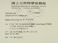 剛毛絲皮菌藏品圖，第2張
