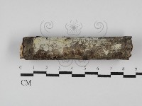 剛毛絲皮菌藏品圖，第1張