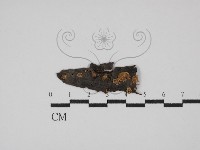 登錄號:F0029936藏品圖，第1張