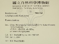 顯絲菌屬藏品圖，第2張