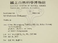 射脈菌屬藏品圖，第2張