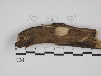 射脈菌屬藏品圖，第1張