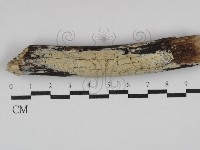 登錄號:F0029945藏品圖，第1張