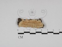 登錄號:F0029946藏品圖，第1張