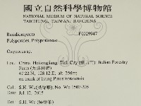 銳孔菌屬藏品圖，第2張