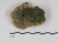 銳孔菌屬藏品圖，第3張