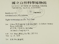 剛毛絲皮菌藏品圖，第2張