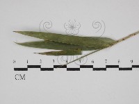 登錄號:F0029955藏品圖，第1張