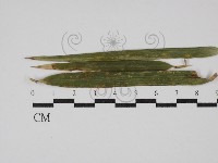 登錄號:F0029956藏品圖，第1張