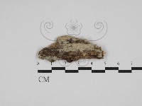 登錄號:F0029963藏品圖，第1張
