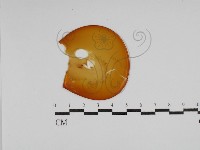 登錄號:F0029965藏品圖，第1張