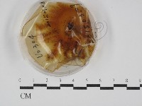 登錄號:F0029968藏品圖，第1張