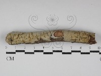 絲齒菌屬藏品圖，第1張
