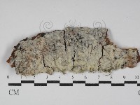 絲齒菌屬藏品圖，第1張
